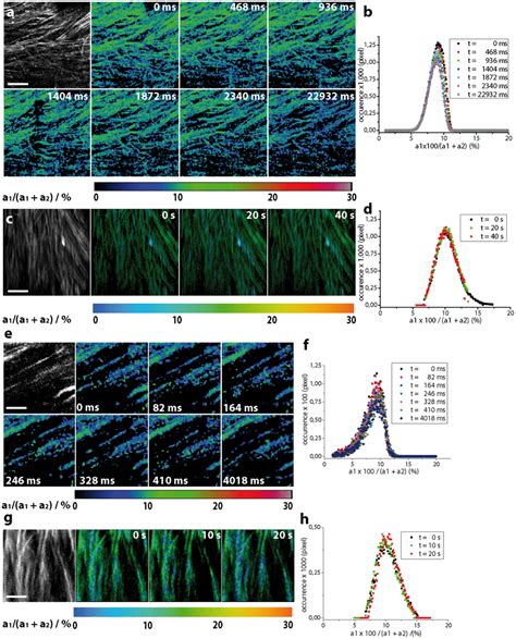 Dynamic Intravital FRET FLIM In The Spinal Cord Of Healthy CerTN L15