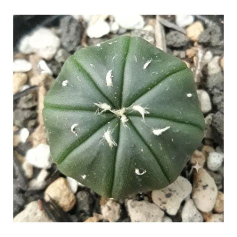 Jual Kaktus Astrophytum Kikko Variegata Ooibo Superkabuto Shopee