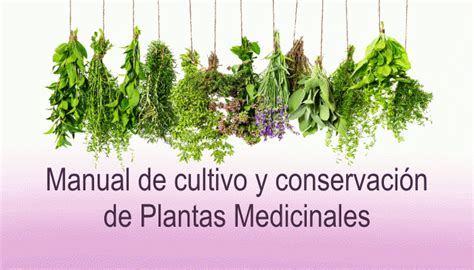 Manual De Cultivo De Plantas Medicinales Infoagronomo