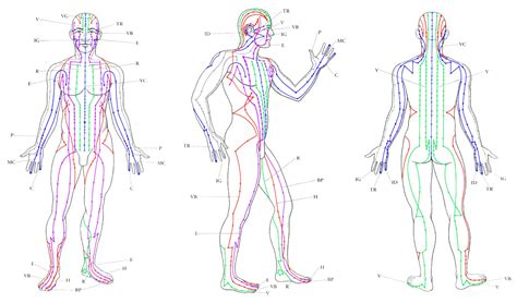 Meridianos Del Cuerpo Ehs