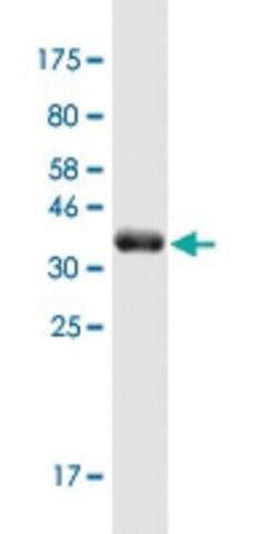 Monoclonal Anti Map K Merck Life Science Vietnam