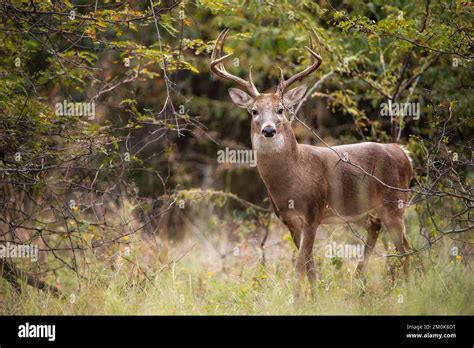 White Tailed Deer A Buck In The Autumn Woods During Rut Season In