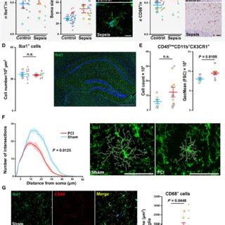 Microglia Depletion Improves Neurocognitive Outcome After Sepsis A