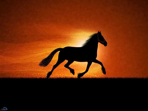 Horse Wallpaper - 4k Wallpapers Tinydecozone