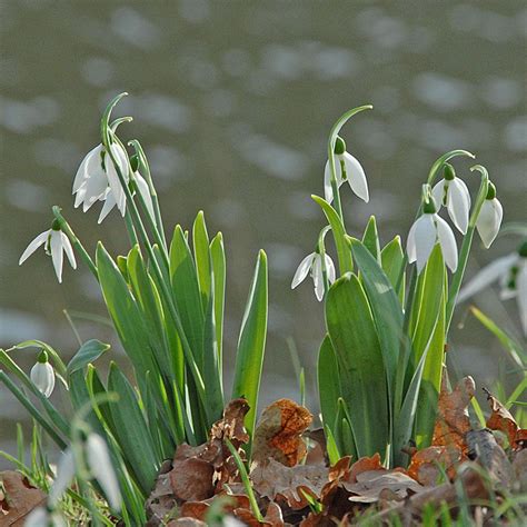 Galanthus Elwesii White Flower Farm Foundation Planting Cloudy Day