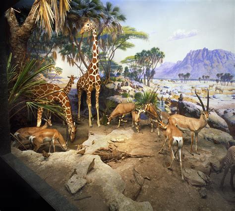 Gallery The Art And Science Of Museum Dioramas Diorama