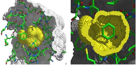 Two Views Of Cavity Site In The Mutant T4 Lysozyme L99a Outer Protein Download Scientific