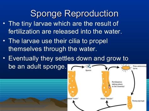 Sponge reproduction notes