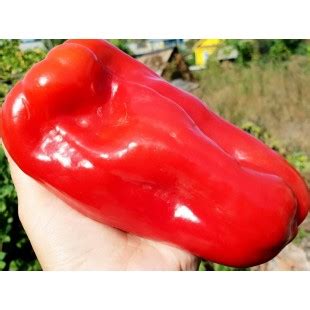 Перец сладкий Quiet Don Red (Тихий Дон красный)