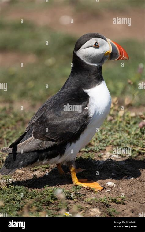 Puffin breeding colony hi-res stock photography and images - Alamy