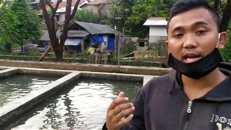 Mengenal Lebih Jauh Ikan Nila Merah Air Deras Cijambe Subang Youtube