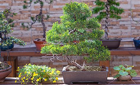 Caring For Juniper Bonsai Adams Fairacre Farms