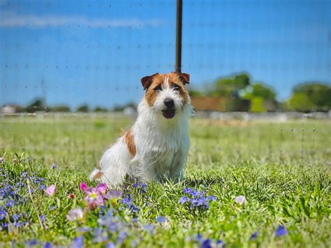 Available puppies | T/K Russell Terriers & Shorty Jacks