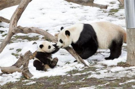 Cuánto viven los pandas Cosas de pandas iMurcia