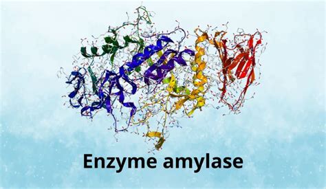 H Ng D N Enzyme Amylase L G Kh Ng Th B Qua