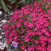 Флокс Дугласа Крекерджек Phlox douglasii Crackerjack