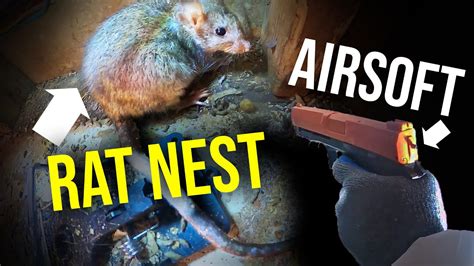 The Best Way To Get Rid Of Roof Rats Quicklyairsoft Youtube