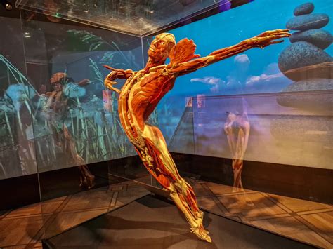 Body Worlds Boston 2025 Aryn Hedvige