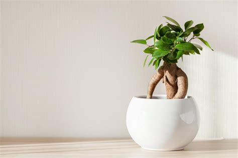 Comment Tailler Les Ficus Gamm Vert