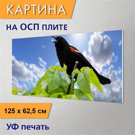 Горизонтальная картина "Белобровик дрозд, летом, птицы" для интерьера ...