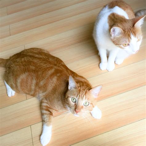 Two Fat Ginger Cats Youtube