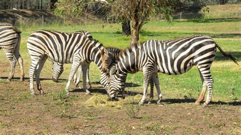 Zebra Foals First Formal Introduction To The Herd Photos Daily