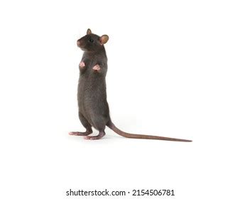 Rat Standing On Hind Legs Isolated Stock Photo 2154506781 | Shutterstock