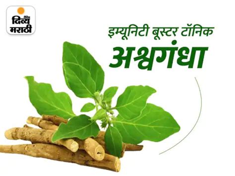 Ashwagandha Health Benefits In Marathi This Herb Promotes Physical