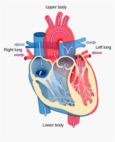 Pig Fetal Dissection System Heart Circulatory Worksheet Diagram Anatomy ...