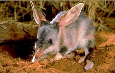 Australian Desert Animals - Wildlife In The Outback