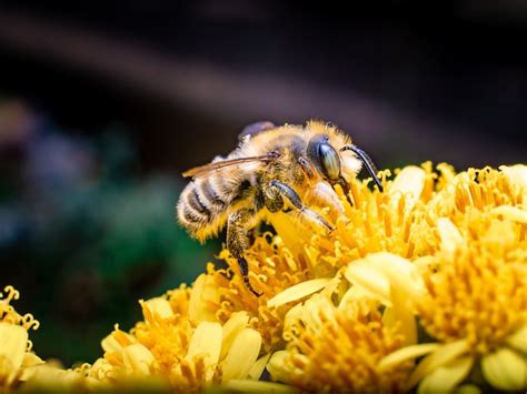 Celebrate World Bee Day Boksburg Advertiser