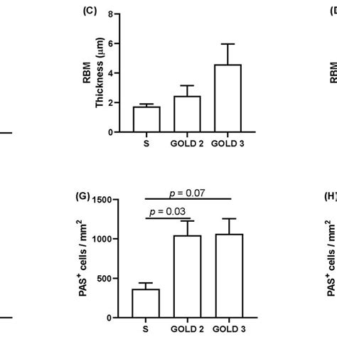 Quantification Of Reticular Basement Membrane Thickness And Goblet