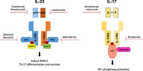 The Il 17il 23 Axis And Its Genetic Contribution To Psoriatic