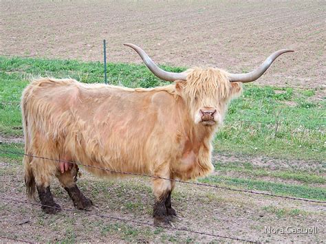 "Long-Haired Cow - Scottish Highland" by Nora Caswell | Redbubble