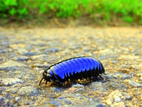 Armadillidiidae By Praveenpankaj On Deviantart