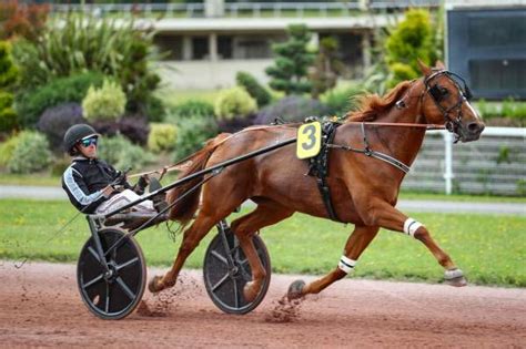 GINO VIVA La fiche CANALTURF du cheval performances pmu pédigré