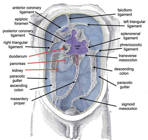 Parietal Peritoneum vs Visceral Peritoneum: Difference and Comparison