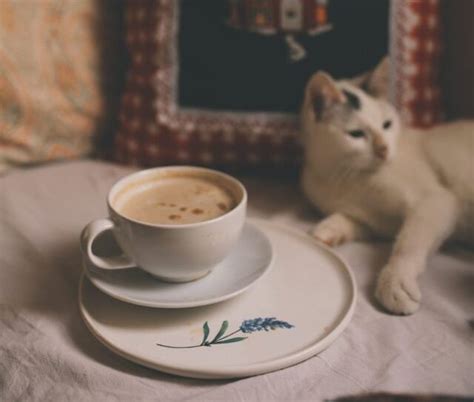 Can Cats Drink Tea And Other Caffeinated Beverages