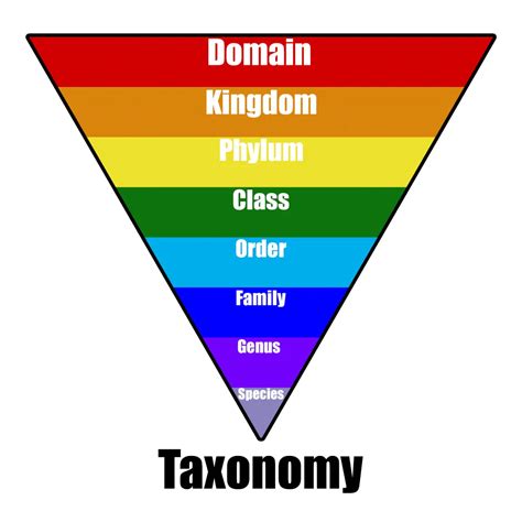 taxonomy - BIOLOGY JUNCTION