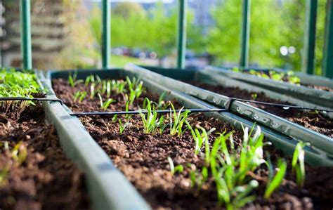 Cultiver des légumes toute lannée grâce aux serres de jardin