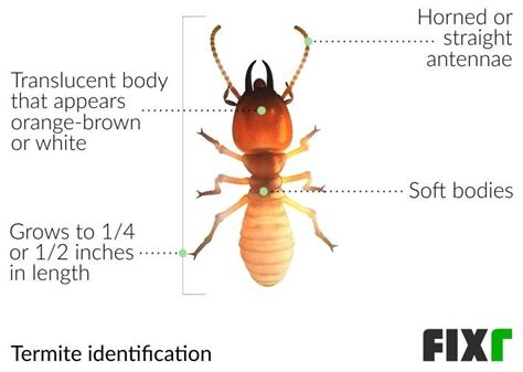 Termite Size Chart