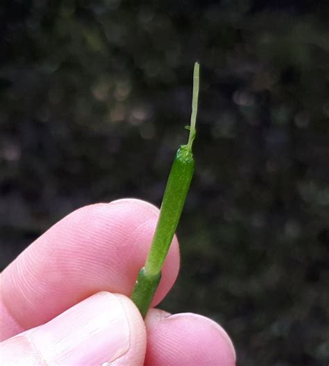 Native Samphire/Glasswort - by J.P. - Bush Food Forager