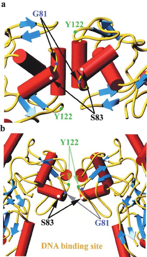 Stereoview Of A Ribbon Diagram Of The E Coli Dna Gyrase A Subunit