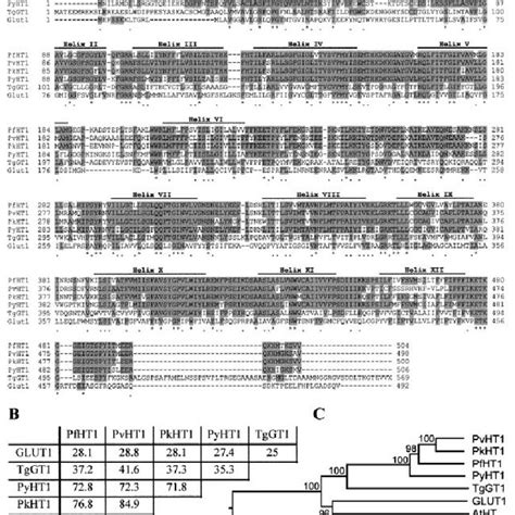 Sequence Alignment And Analysis Of Different Apicomplexan Hexose