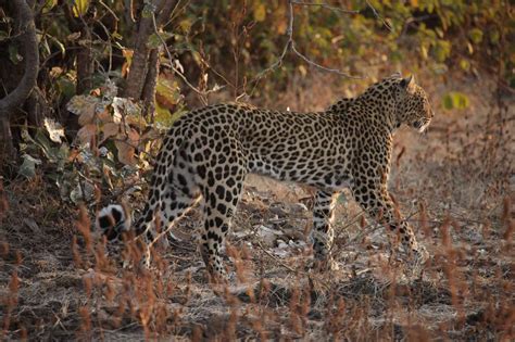 South Luangwa National Park Zambia Expert Africa