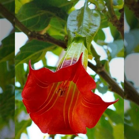 Red Angel Trumpet Flower Fragrant Shrub 10 Seeds Am Etsy