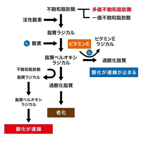 「若返りのビタミン」ビタミンeの効果とは 【公式】belegend ビーレジェンドプロテイン