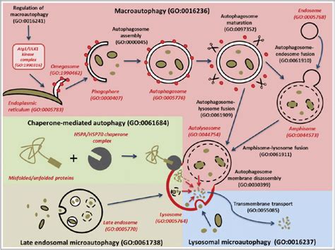 Schematic Representation Of The Different Types Of Autophagy The Main