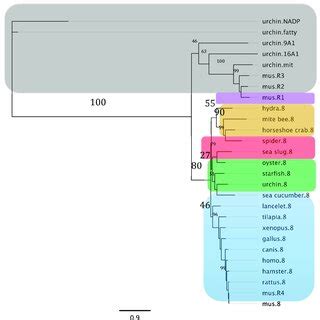 Nucleotide And Amino Acid Sequences Of Short Chain Dehydrogenase