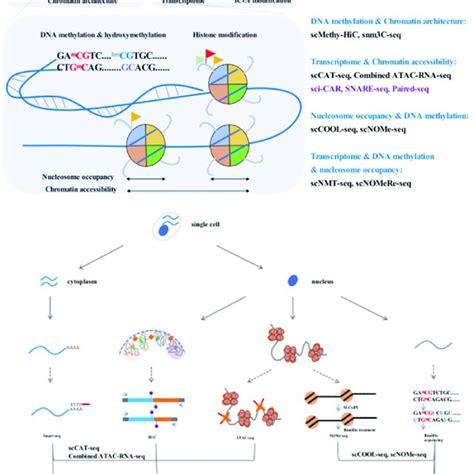 Pdf Advances In Single Cell Multi Omics Profiling